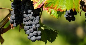 Grapes on a Vine