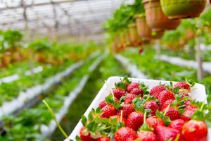 Strawberry Picking at a Farm